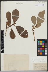 Foto von Salix appendiculata Vill. x Salix caprea L.